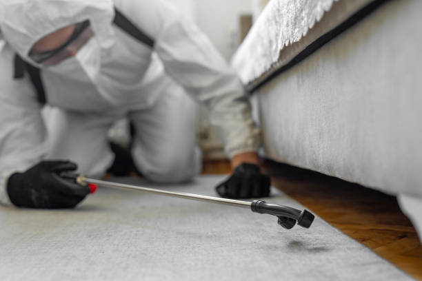 Professional Bed Bug Control technician working in Hardy County County, WV